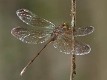 Zyxomma elgneri female (1 of 2)